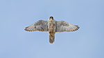 BB 13 0307 / Corvus corax / Ravn <br /> Falco rusticolus / Jaktfalk